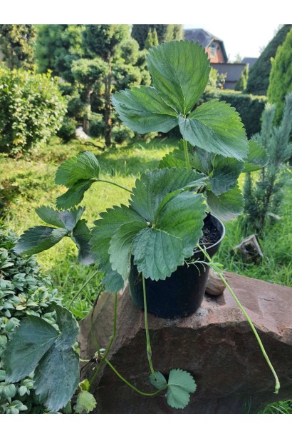 Полуниця Шарлотта - 3л/вис.25-30см/Ø20-30см